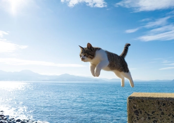 愛知県初開催！写真家 五十嵐 健太の飛び猫10周年記念 「飛び猫写真展」を6月25日から名古屋栄三越で開催