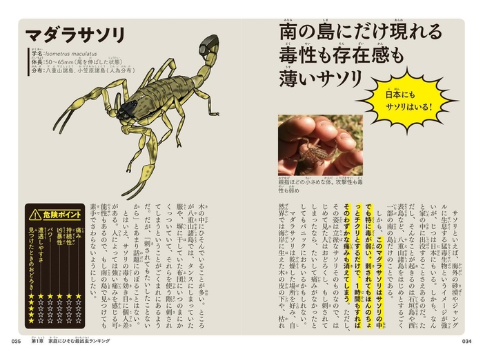マダラサソリ「日本にもサソリはいる!」