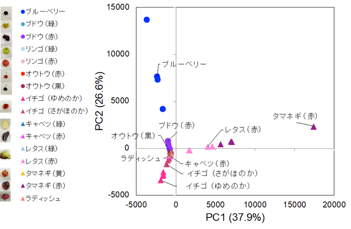 図3．簡易抽出法で抽出した野菜や果物に含まれるアントシアニンのプロファイル。検出されたアントシアニンのイオン強度から主成分分析を行い、散布図を作成した。近くにあるサンプルほど類似したアントシアニンのプロファイルをもつ。