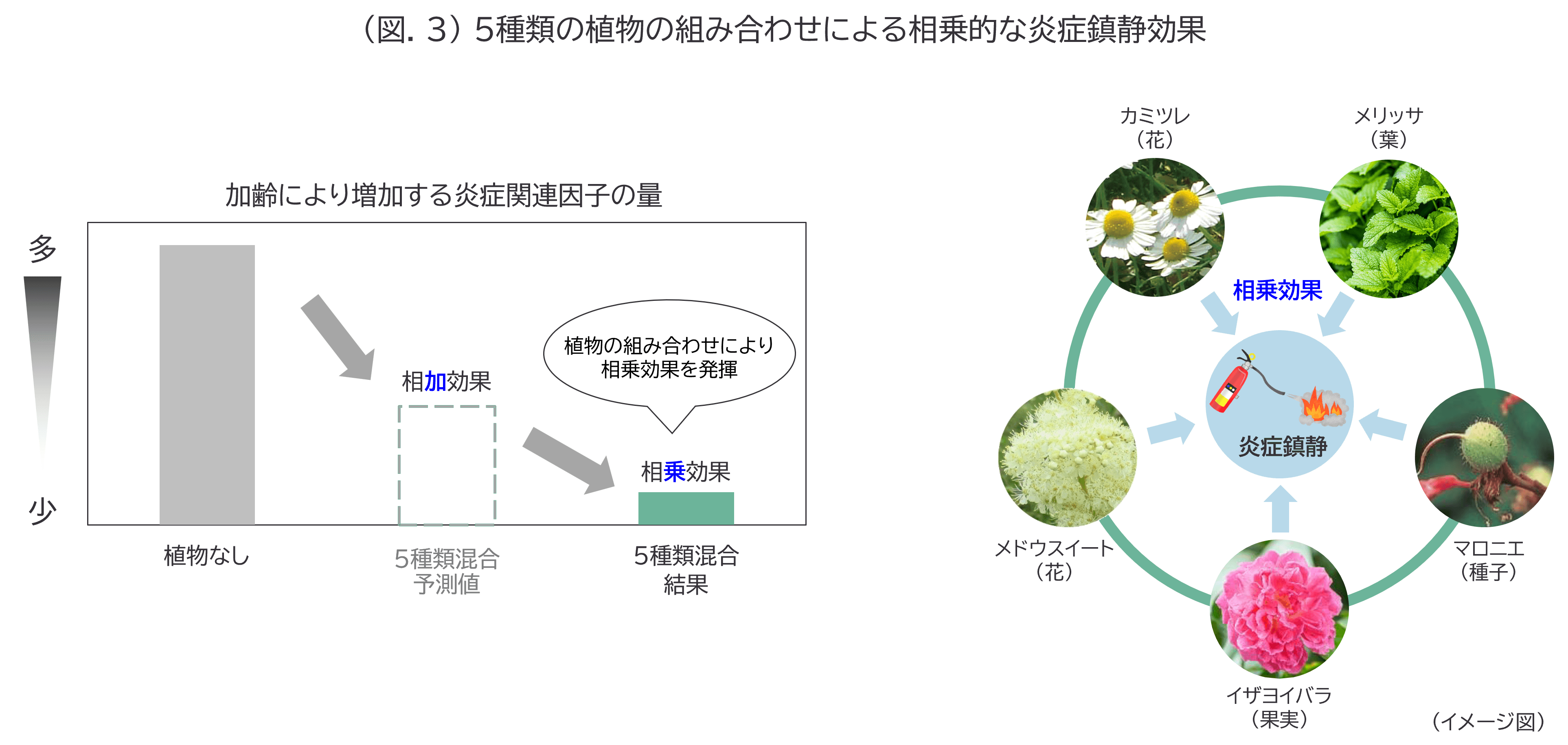 (図.3) 5種類の植物の組み合わせによる相乗的な炎症鎮静効果