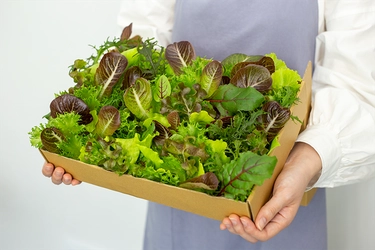 採れたて、無菌、農薬ゼロの最高級常備野菜を。