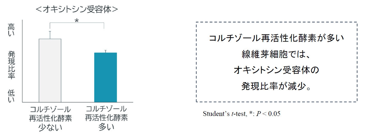 真皮の線維芽細胞における「オキシトシン受容体」の発現量の変化 グラフ(1)
