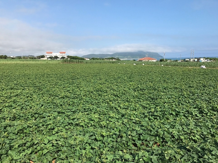 久米島の紅芋畑風景