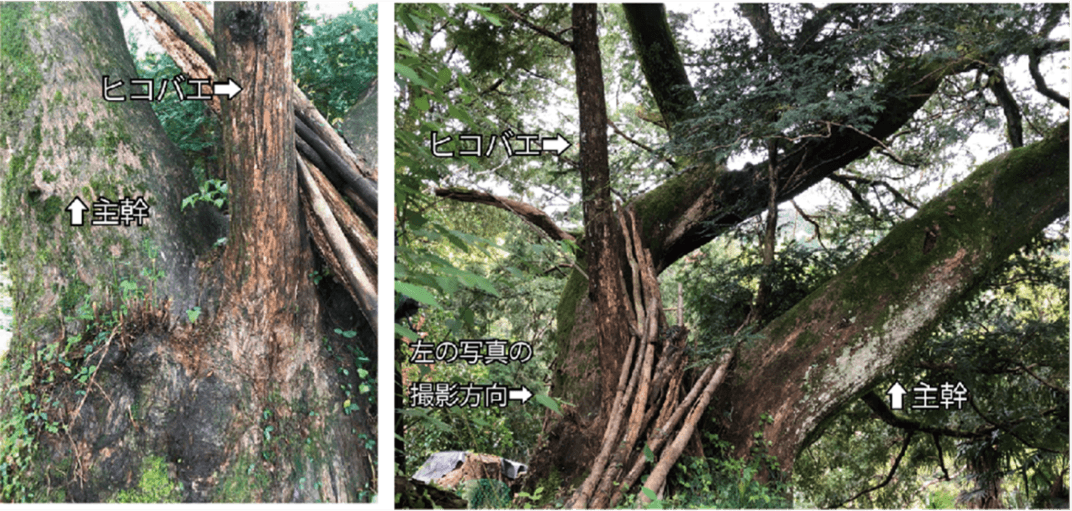 接木の痕跡が見つかったカヤの樹(傾斜して育つ主幹と、直立して育つヒコバエ)