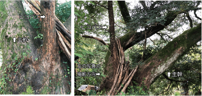 接木の痕跡が見つかったカヤの樹(傾斜して育つ主幹と、直立して育つヒコバエ)