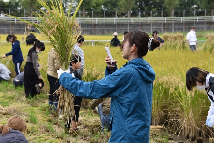 刈り取った稲をスマホで撮影