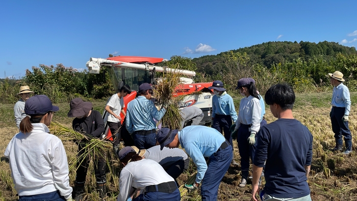 【犬山城主献上米の稲刈りの様子】