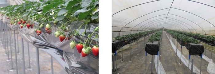 (左)色づき始めたのどか村天空いちご(古都華) (右)清潔感溢れ、収穫しやすい高設ベンチでの栽培