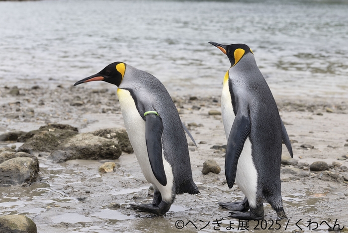 ペンギン 展示作品:くわぺん