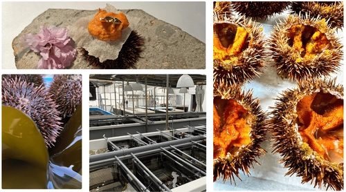 ALTAMEがPR支援を行う、佐渡シーファームの養殖ウニ 「金山雲丹」を題材とした映画が公開決定！ ～NGT48北村優羽さん主演、ご当地映画『金山雲丹物語』が 11月末「ふるさと映画祭」(東京)にて上映予定～