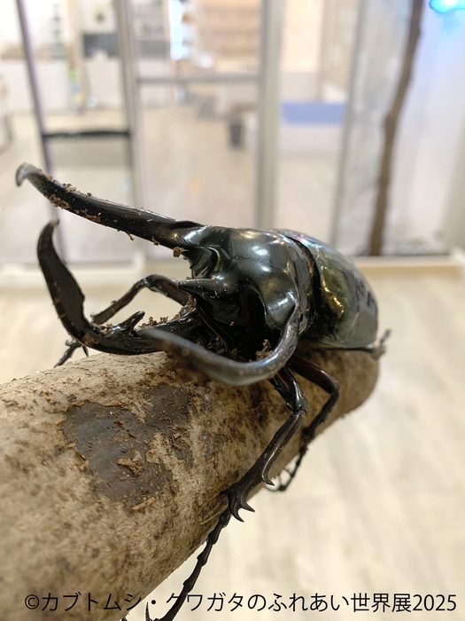 カブトムシ・クワガタのふれあい世界展 展示:ふれあい 3