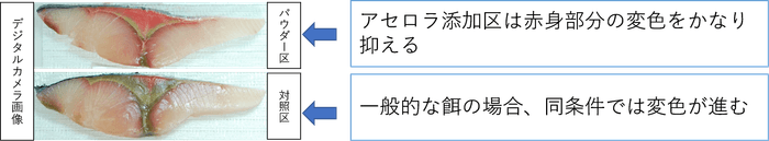 開封後、5℃空気暴露状態での保管による変色比較(72時間後)