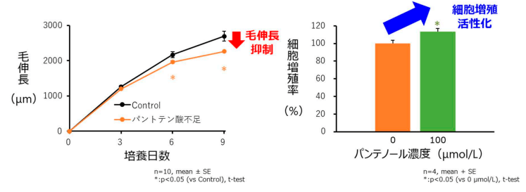 図1 マウスヒゲ毛包の毛伸長に対するパントテン酸不足の影響及び毛包上皮細胞におけるパンテノールの細胞増殖活性化作用
