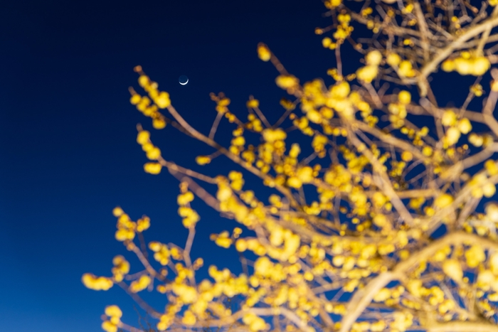 長瀞宝登山臘梅ライトアップ イメージ2