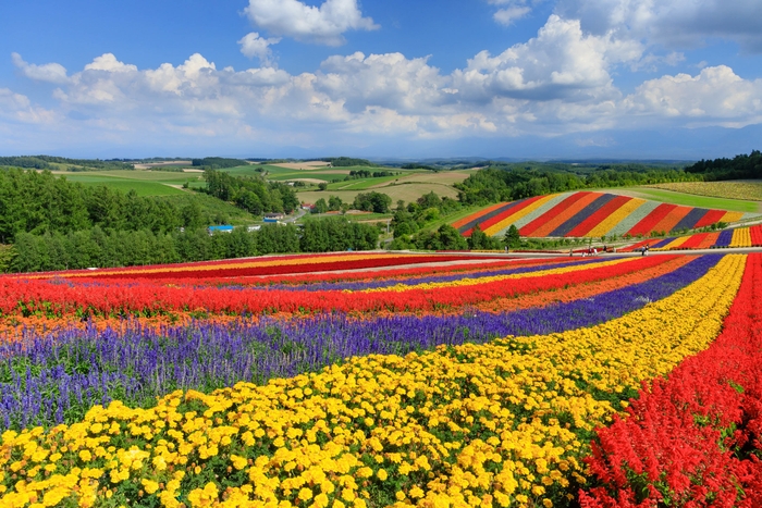 美瑛 四季彩の丘