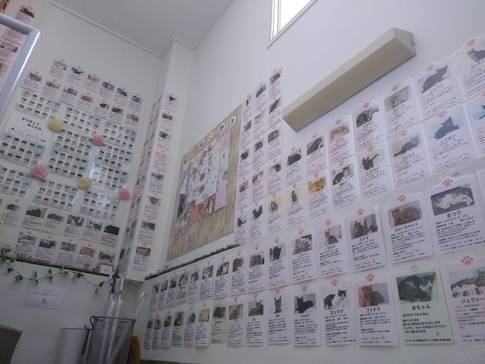 もんにゃかを卒業した猫たち