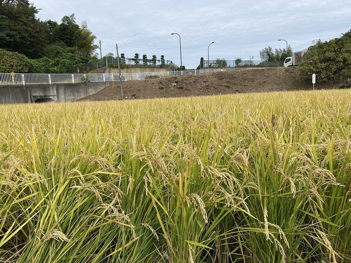 収穫直前の稲