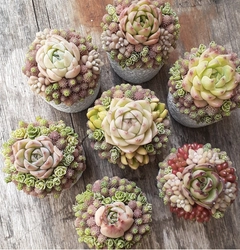 多肉植物寄せ植えスクール succulent arrangement amt 　京都から東京に拠点を移し活動開始！