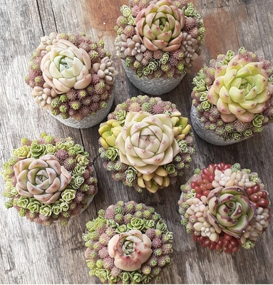 多肉植物寄せ植えスクール succulent arrangement amt 　京都から東京に拠点を移し活動開始！