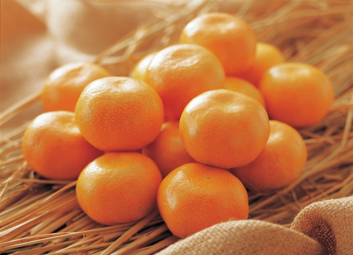 <九州屋><ハヤシフルーツ>みかん詰め放題