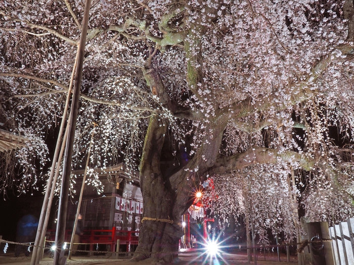 「小川諏訪神社のシダレザクラ」 夜間ライトアップも人気です。