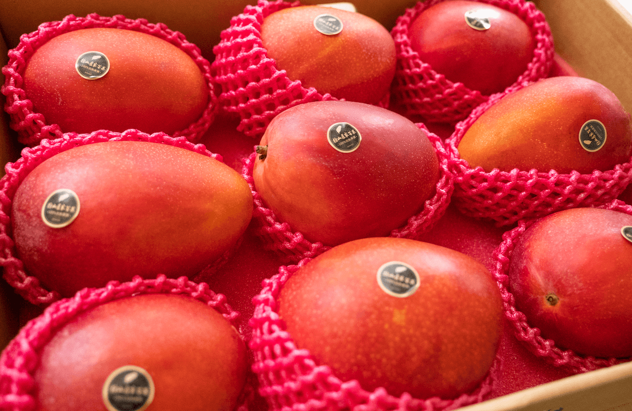 糖度16度を超えるチャンピオンマンゴー