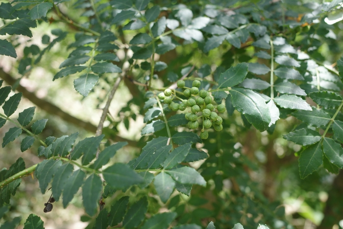 あなごひつまぶしに使用する「実山椒」(宮城県石巻市)
