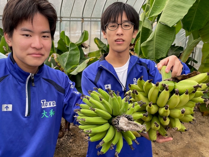 IoTハウスでバナナ収穫