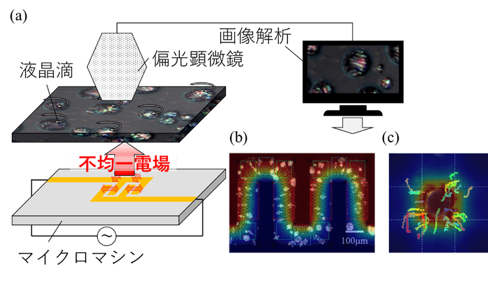 図1 液晶滴を利用したマイクロマシン内の電場分布可視化原理のコンセプト。(a) デバイスから発生した不均一な電気特性を液晶滴の回転・輸送挙動として可視化しています。(b) 液晶滴の回転挙動から電場分布を可視化できます。(c) 液晶滴の輸送挙動から静電エネルギー分布を可視化できます。