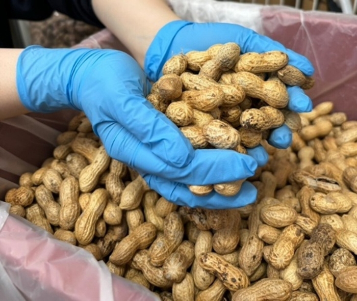 落花生(千葉県産)つかみ取り