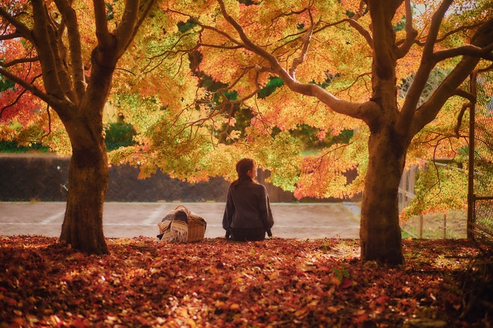 「布引の紅葉」の中で優雅に過ごす(1)