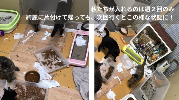 大阪の保護猫カフェ「にゃんこカフェ」が挑戦！ 光の届かない不衛生な蔵から、懐いていない成猫たちを救うために。