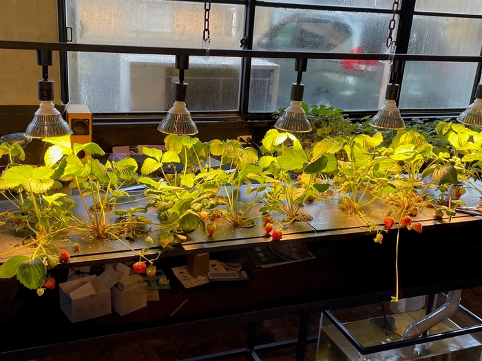 イチゴ水耕栽培装置