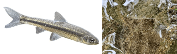 琵琶湖の重要水産魚種　ホンモロコ（左）、ヤナギの根に産み付けられたホンモロコの卵（右）