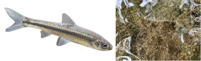 琵琶湖の重要水産魚種「ホンモロコ」の産卵環境を科学的に解明　産卵に配慮した湖の水位操作によるホンモロコの資源回復に期待