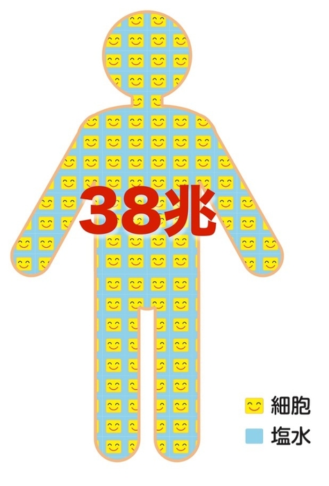 Photo.06 38兆個の細胞は塩水でつつまれている(イメージ図)