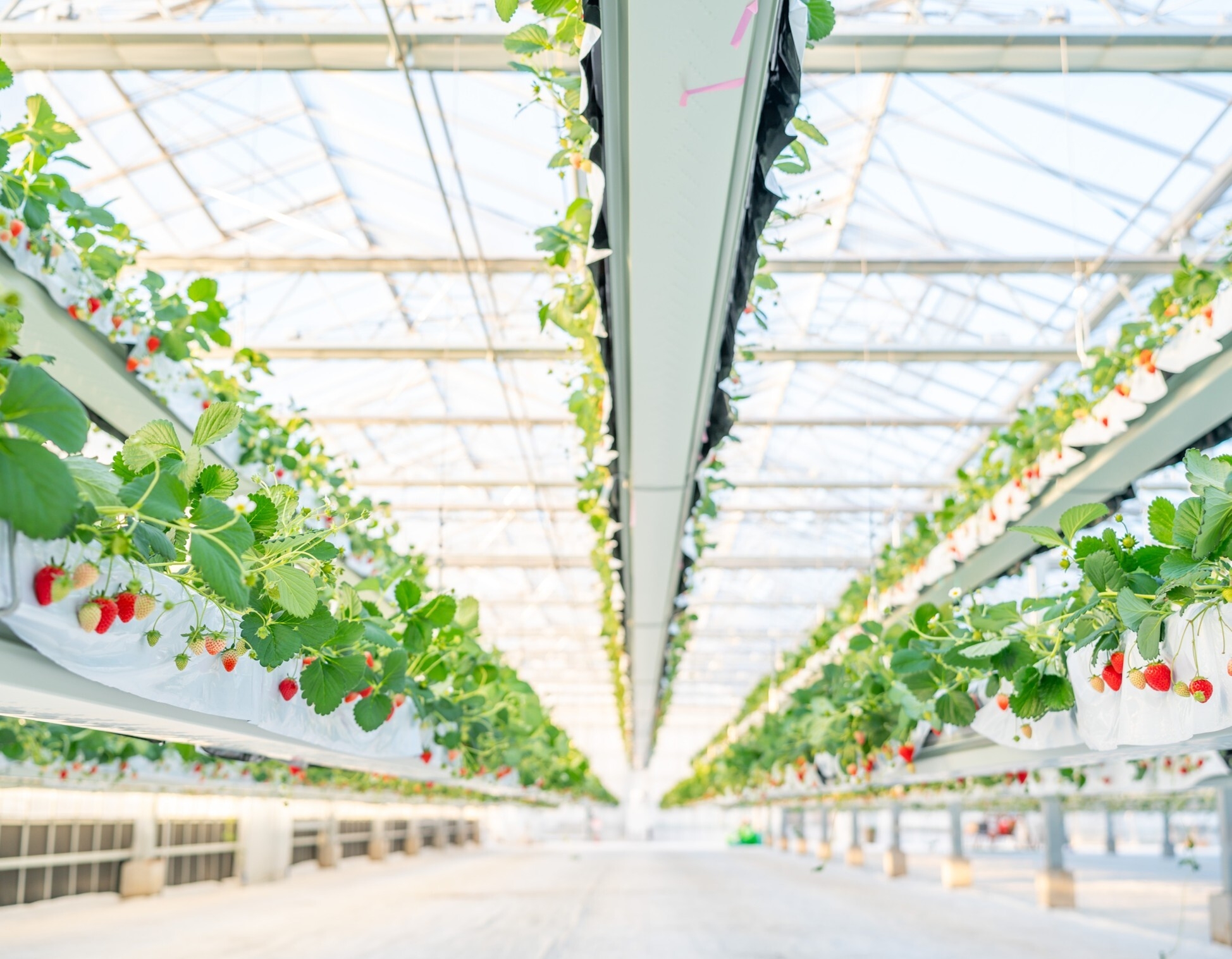 【the BERRY YOKOHAMA】2025-2026年シーズングランドOPEN