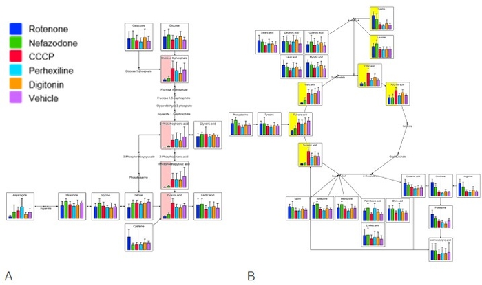 図2 代謝パスウェイ解析の結果(A:解糖系、B:TCA回路) | 青色と緑色で示す呼吸鎖複合体阻害(ロテノンおよびネファゾドン)は、解糖系(A)において、グルコース6リン酸からピルビン酸までの経路(Aの赤色背景の箇所)および TCA回路等(Bの黄色背景の箇所)で低値を示した。一方、脱共役(CCCP)はTCA回路の一部(Bの黄色背景の一部)で高値を示した。