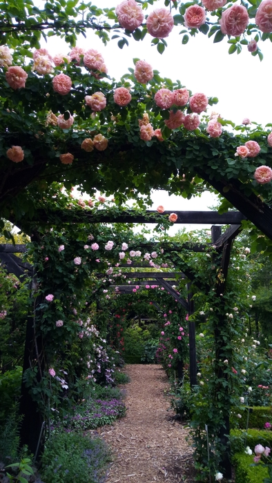 フレンチローズガーデン アルキミスト