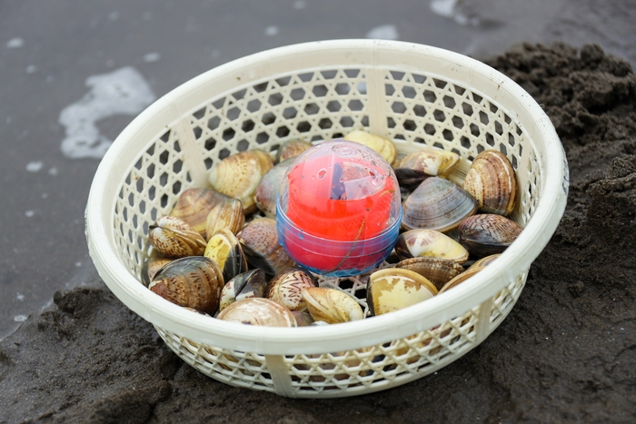 カプセル、アサリ、ハマグリ ざるの中