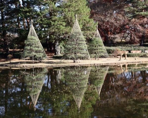 雪吊り(2022年の様子)