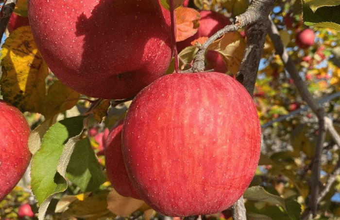 太陽の光を一杯に浴びて育った濃厚な味わいのサンふじ シューシーで甘味が強く、貯蔵性に優れており、日持ちの良いのが特徴です。