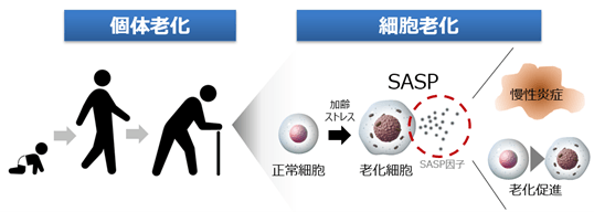 個体老化に重要な役割を担う細胞老化 (イメージ図)