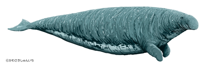 ステラーダイカイギュウ　復元画