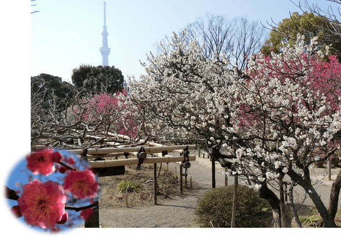 梅開花期の園内の様子(令和3年度)