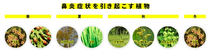 写真:NPO花粉情報協会