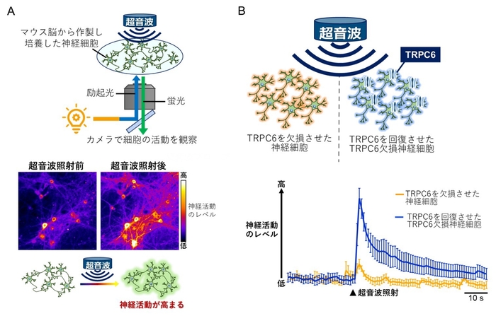 図2.培養した脳神経細胞において超音波による神経活動の高まりにはTRPC6が不可欠である