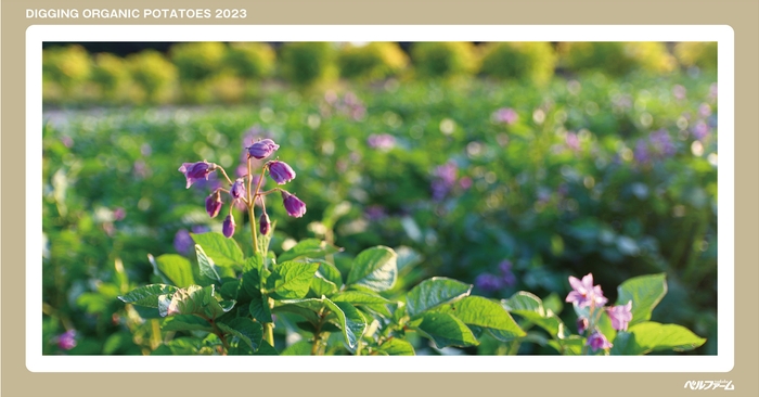 有機じゃがいも収穫体験イベントイメージ画像②