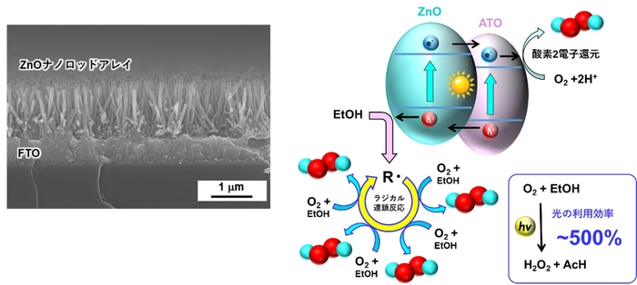 (左)図4 走査型電子顕微鏡で見たZnOナノロッドアレイ電極 (右)図5 光触媒とラジカル連鎖反応による革新的な過酸化水素合成