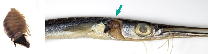 ヒメダツ標本のエラから見つかったリュウノロクブンギMothocya kaorui（矢印）（注：寄生部位が見えやすいよう、エラ蓋は除去してある）